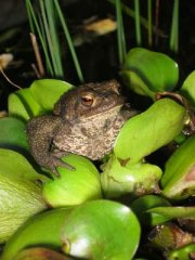 kroete.jpg