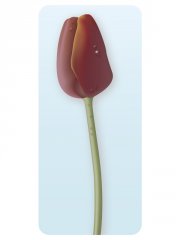 tulpe.jpg