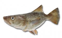 Fischmini2.jpg