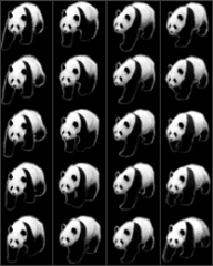 panda.png