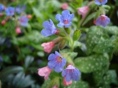 DSC01675.jpg