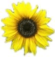 sonnenBlume.png