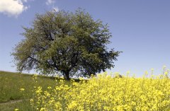 FrÃ¼hsommer.jpg