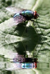 fliege03.jpg