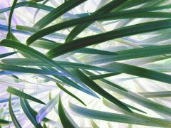 grass.jpg