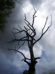 IMGP1642d.jpg