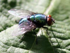 fliege01.jpg