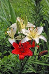 blumen_web.jpg