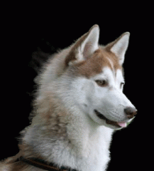 Hund.gif