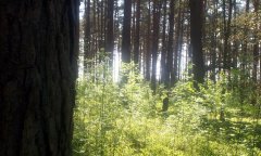 Wald.jpg