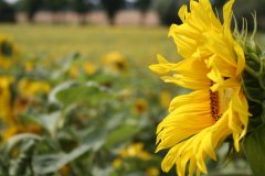 blume.jpg