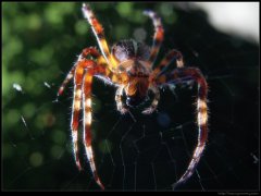 spiderbob.jpg