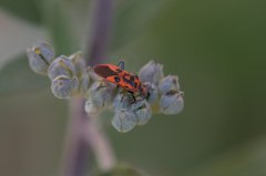 IMG_1007.jpg