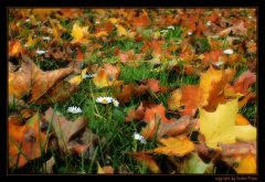 IMG_2555.jpg