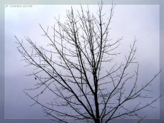 Baum80.JPG