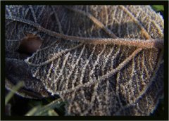 Erster Frost.jpg