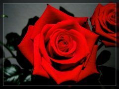 rose01.jpg
