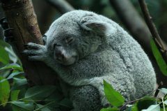 koala.jpg