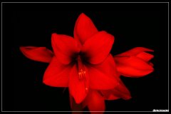 flower-in-deep-red.jpg