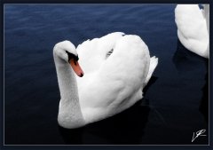 BeautyOfNature-gfx.jpg