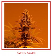Swiss made.jpg