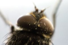 schau-mir-in-die-augen1.jpg