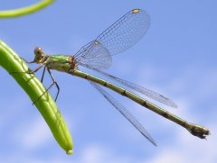 Libelle.jpg