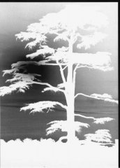 tree-silhouette_2.jpg