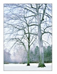 DRI_Winter_01_small.jpg