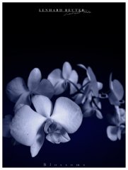 blossoms.jpg