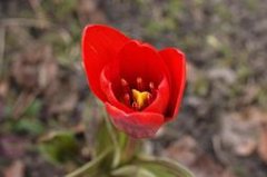 fruhlingsstart-in-rot.jpg