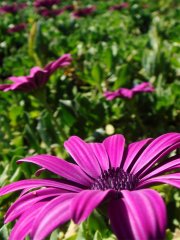 blumen.jpg