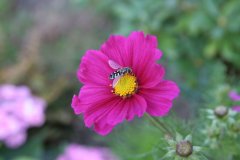 blume.jpg