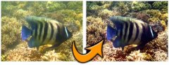 fish.jpg