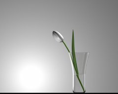 Tulpe.jpg