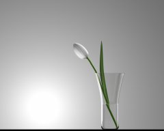 Tulpe update.jpg