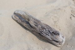strandgut.jpg