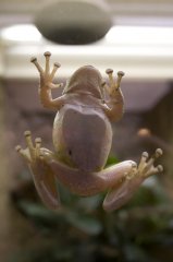 frosch.jpg
