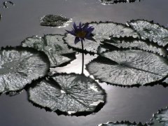 teich7.jpg