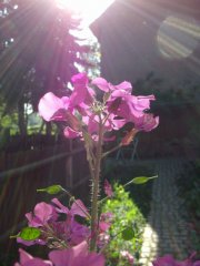 Blume.jpg Blume.jpg