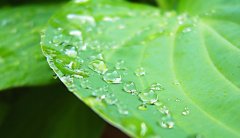 Drops III.jpg