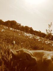 IMG_178711111111.JPG