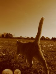 IMG_17811212.JPG