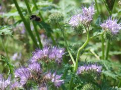 DSCF1421.jpg