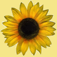 sonnenblume.jpg