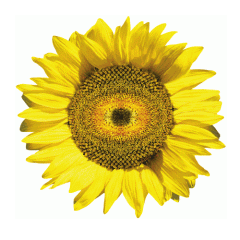 vektor_sonnenblume_farbig.gif