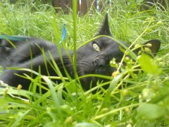 Molli_150707_1_1000.jpg