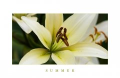 SummerIIIsmall.jpg