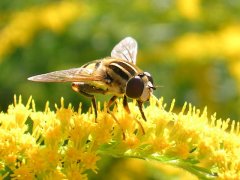 DSCN7436.jpg