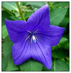 Bell_Flower_by_deefilly.jpg